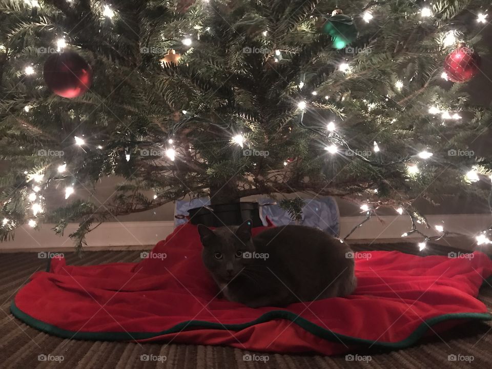 Christmas kitty 2