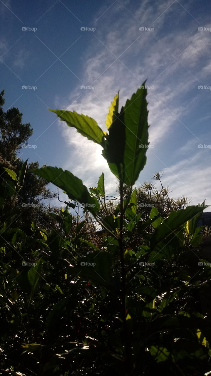 #PLANT #GARDEN #LEAVES #FLOWERS #ENVIRONMENT