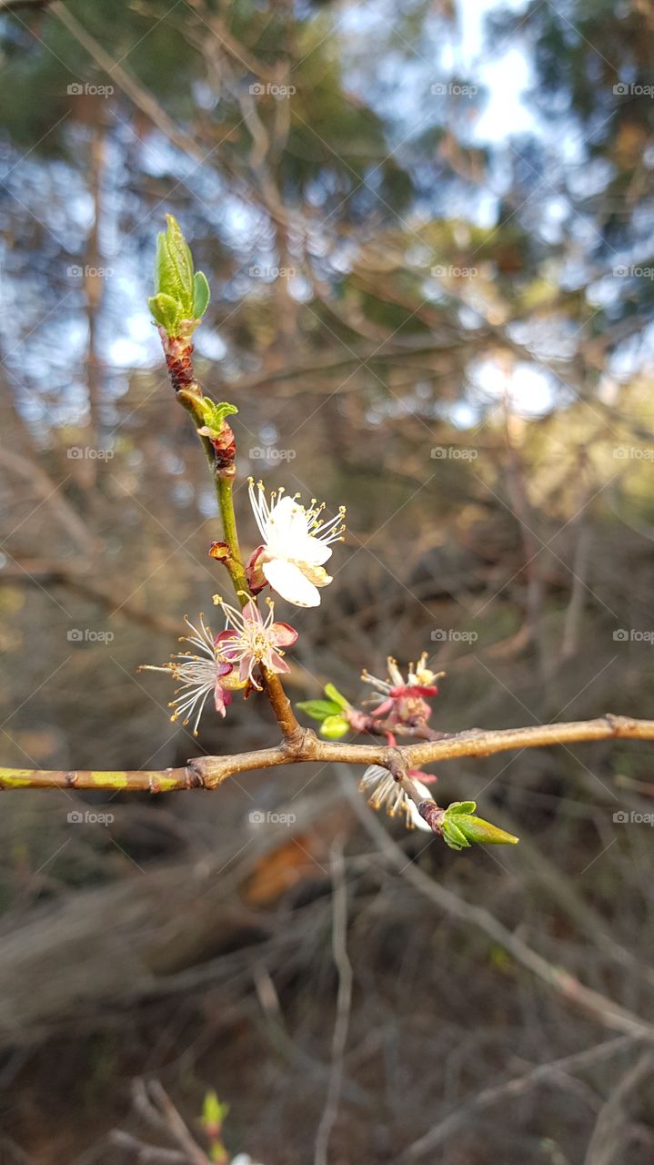 flowering tree branch