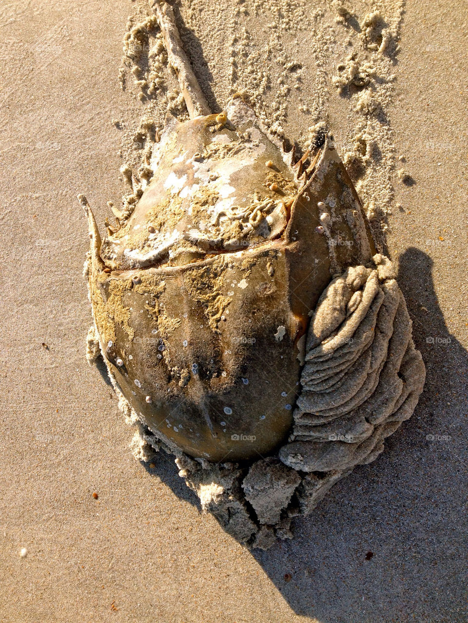 beach ocean sand crab by asa1212