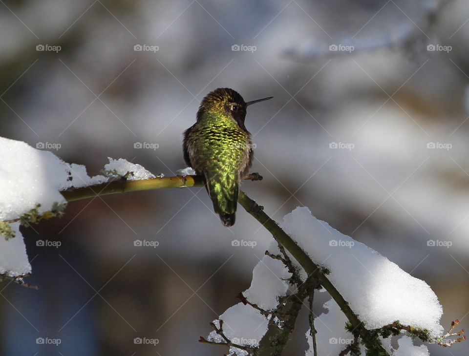 Hummingbird sitting on a snowy branch guarding his food