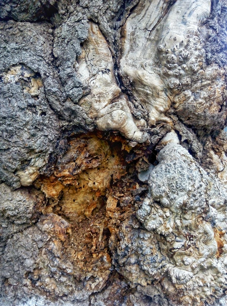 bark of tree кора дерева