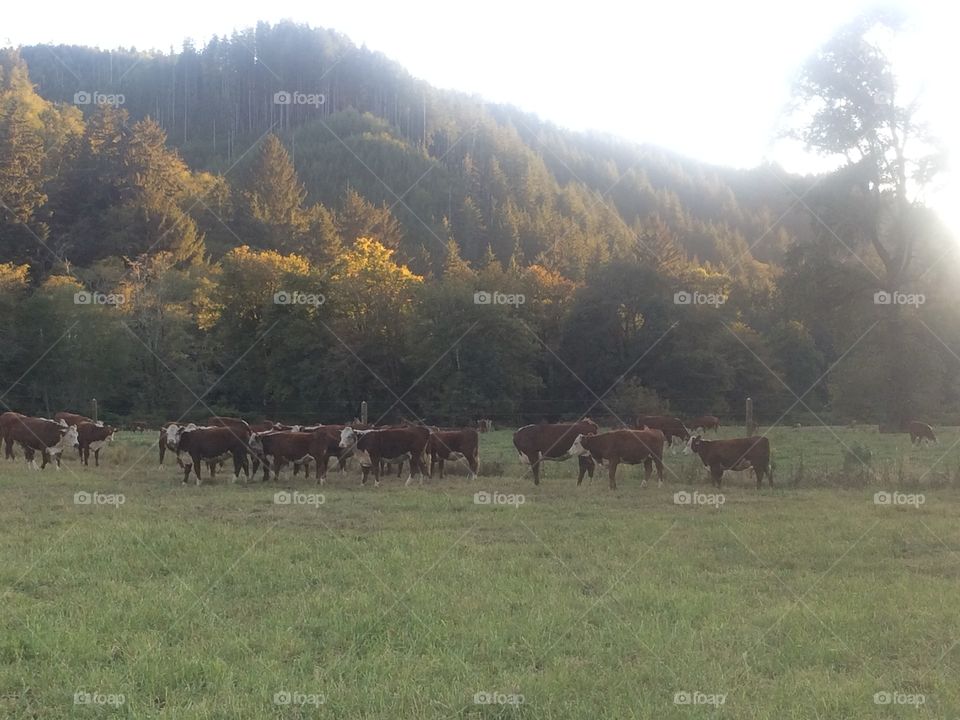 Cows in west fields. Cows in wooded field