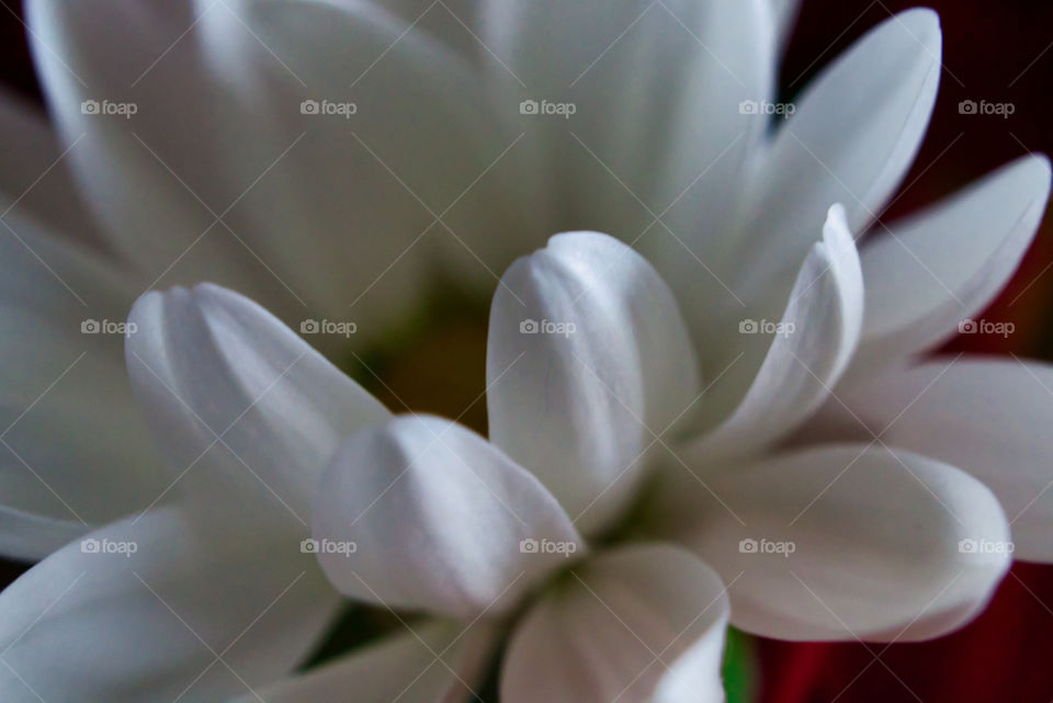 macro picture of white daisy