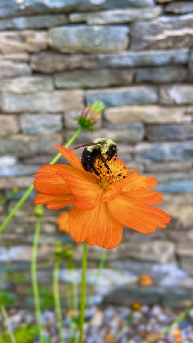 Bees