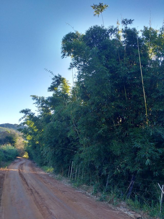 lindo