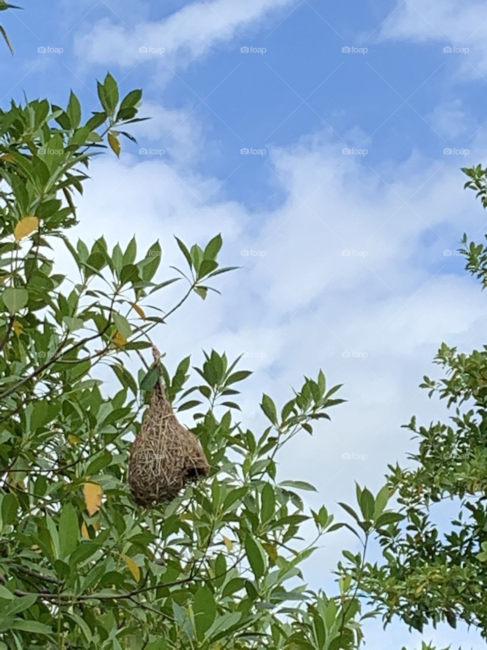 Shape of the nature, my garden (Thailand)