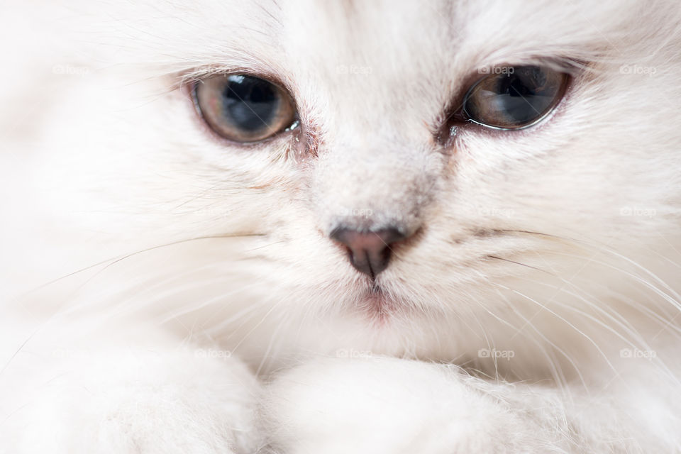 white adorable cat portrait close-up macro shot