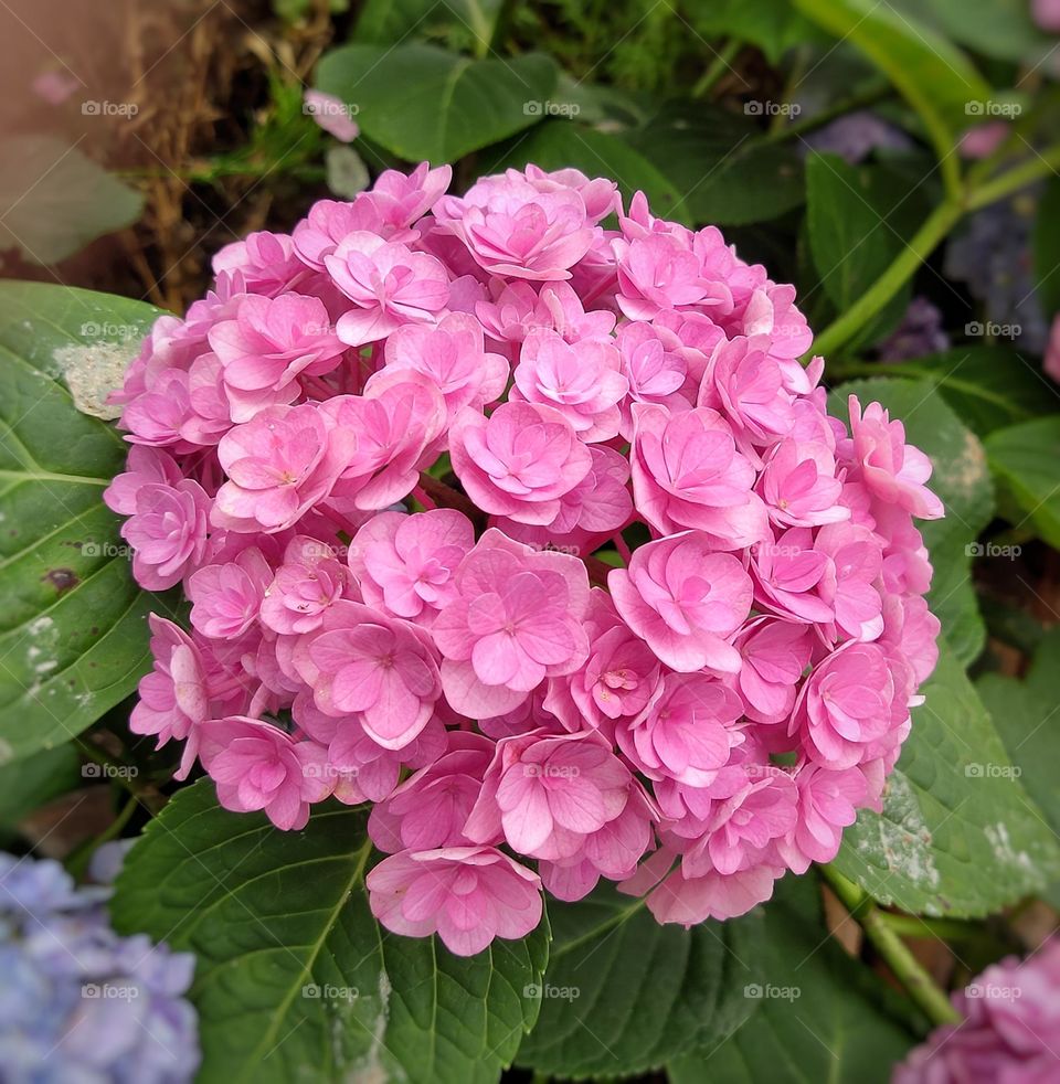 pink flowers