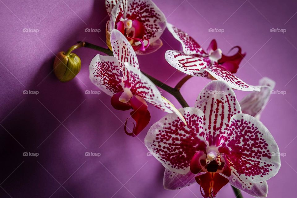 Gorgeous orchids