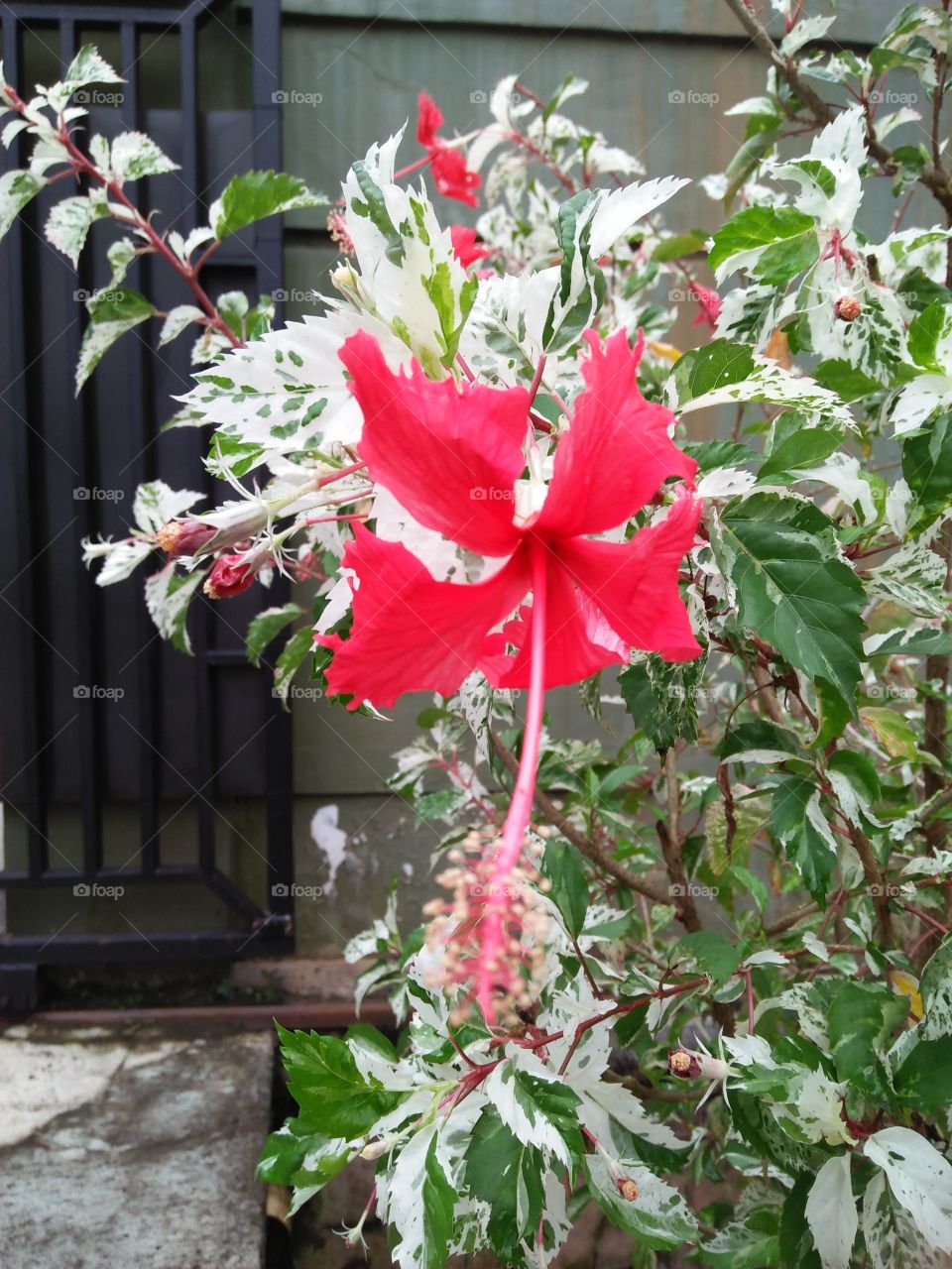 Kembang sepatu merah