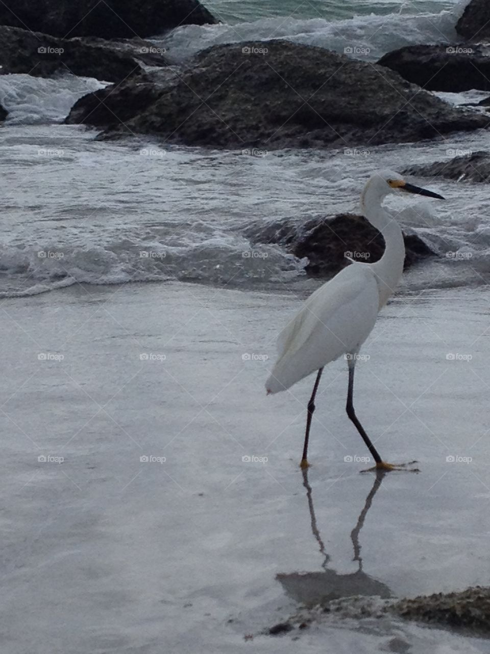 Bird on the beach