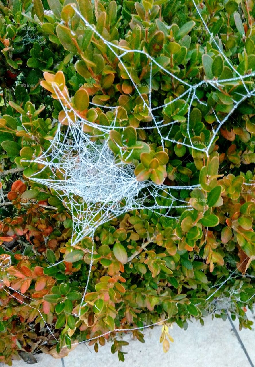 Iced spiderweb