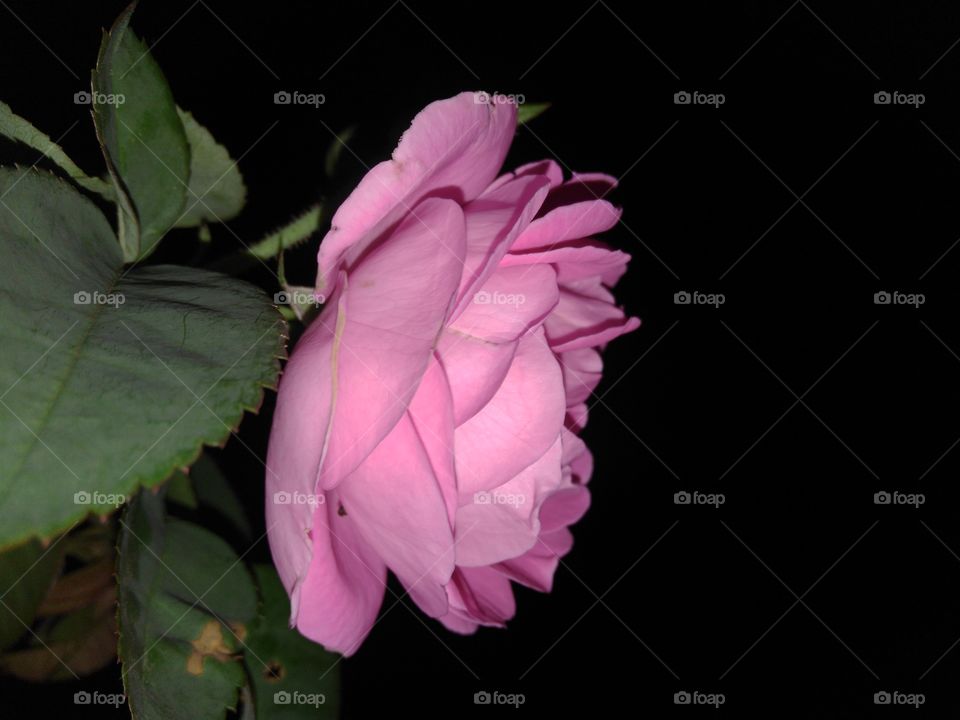 Pink rose. 🌹. A photo was taken at midnight when the flower  blossomed very well. It's a symbol of valentine.