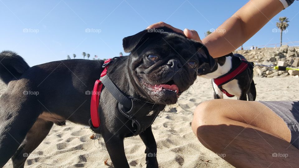 Pug at the beach