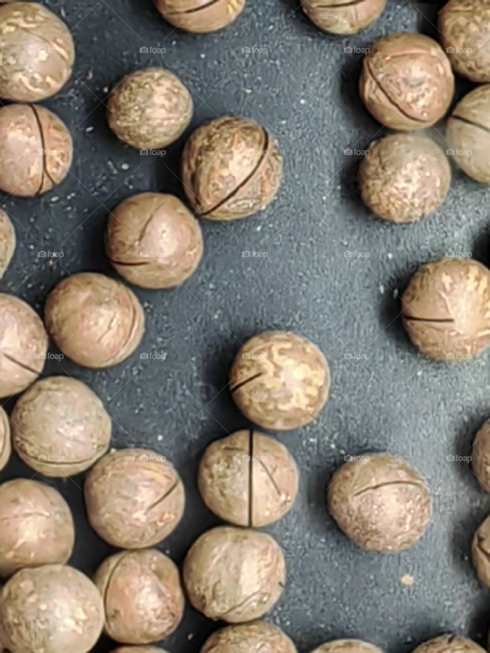 macadamia nuts on a gray background