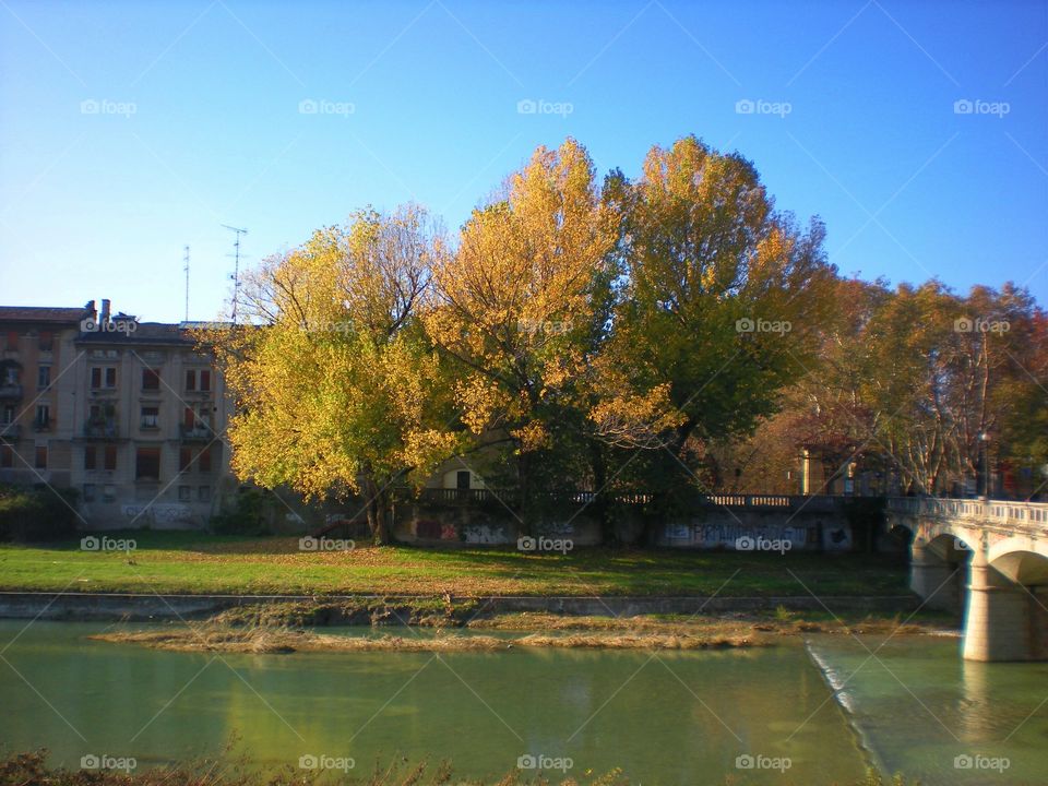 Trees near the river of Parma city  (Italy ).