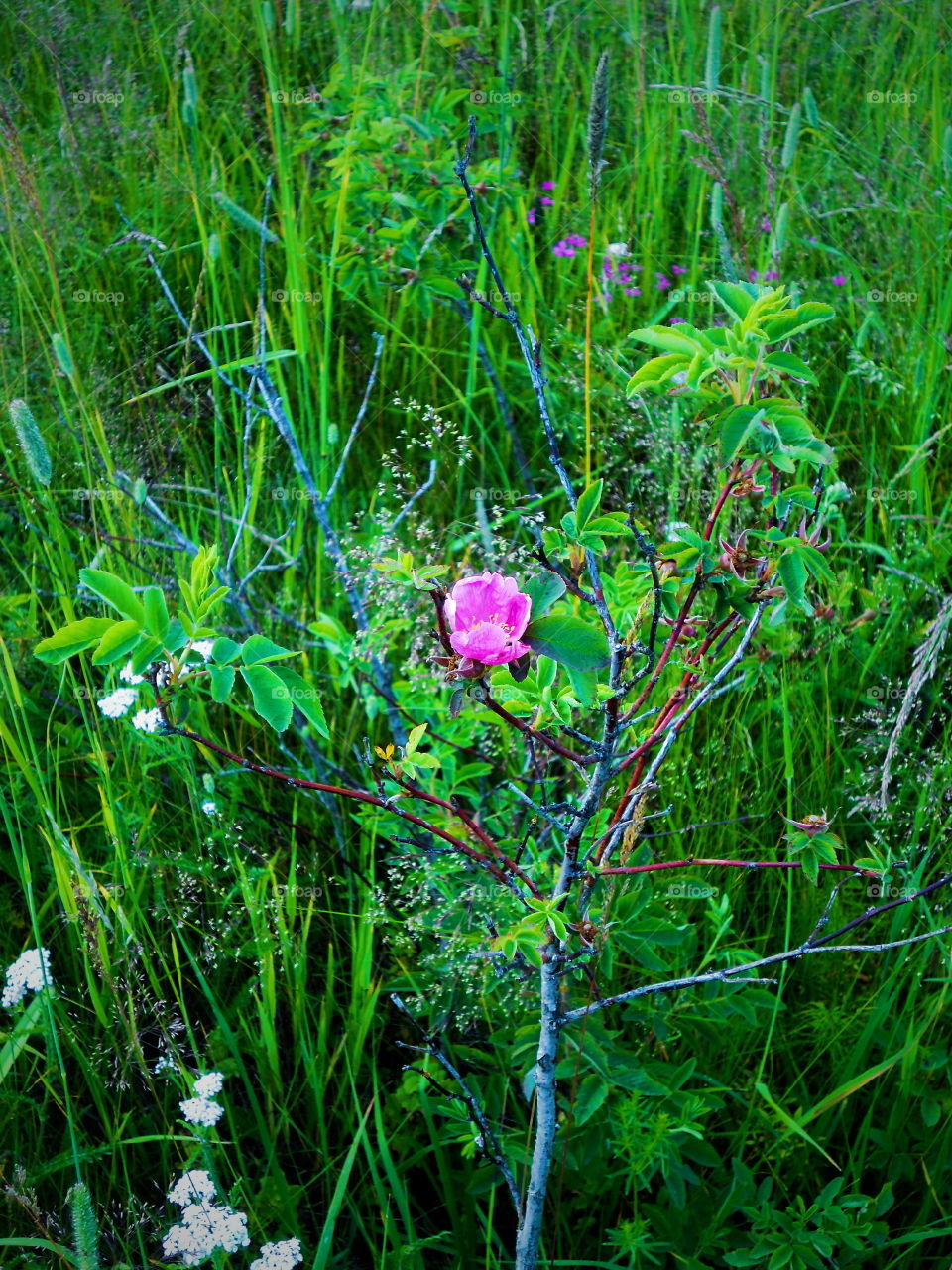 dog-rose