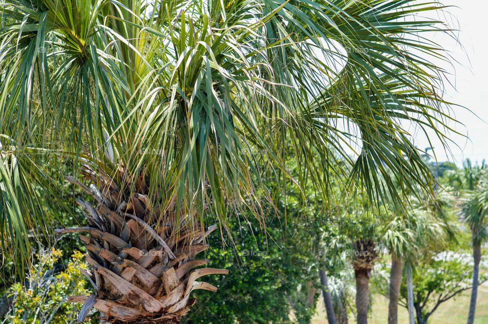 Close-up of a row of palm trees