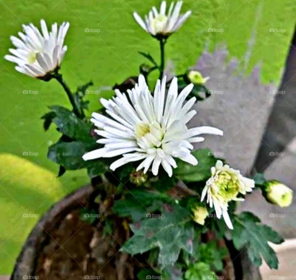 most beautiful and attractive flowers in the garden.