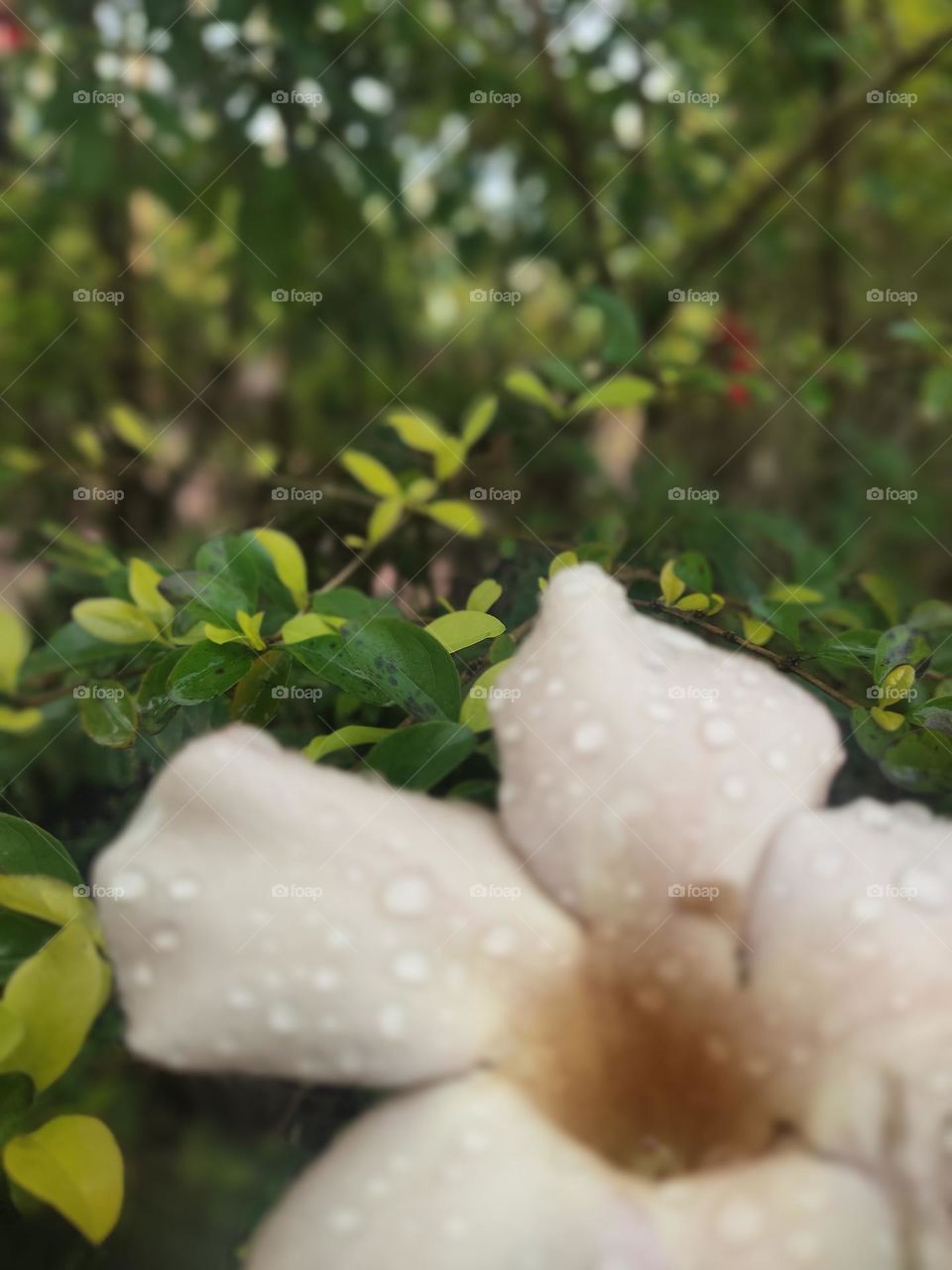 the flower of the Beauty