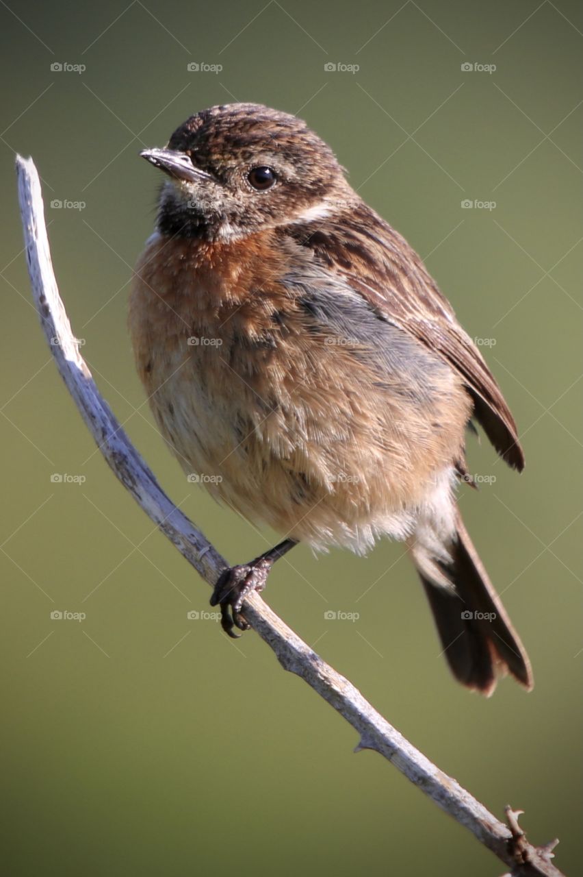 Stonechat