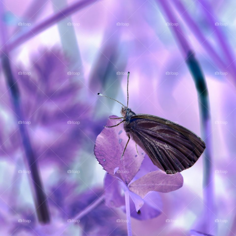 negative image cabbage white butterfly