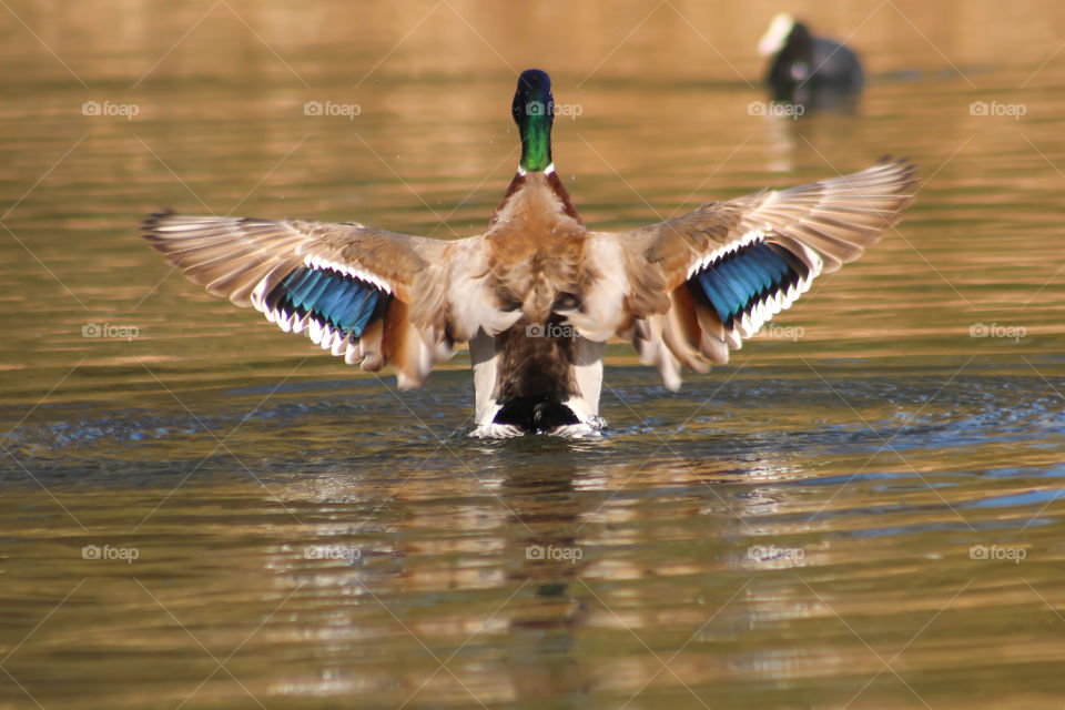 Duck, wings wide open!