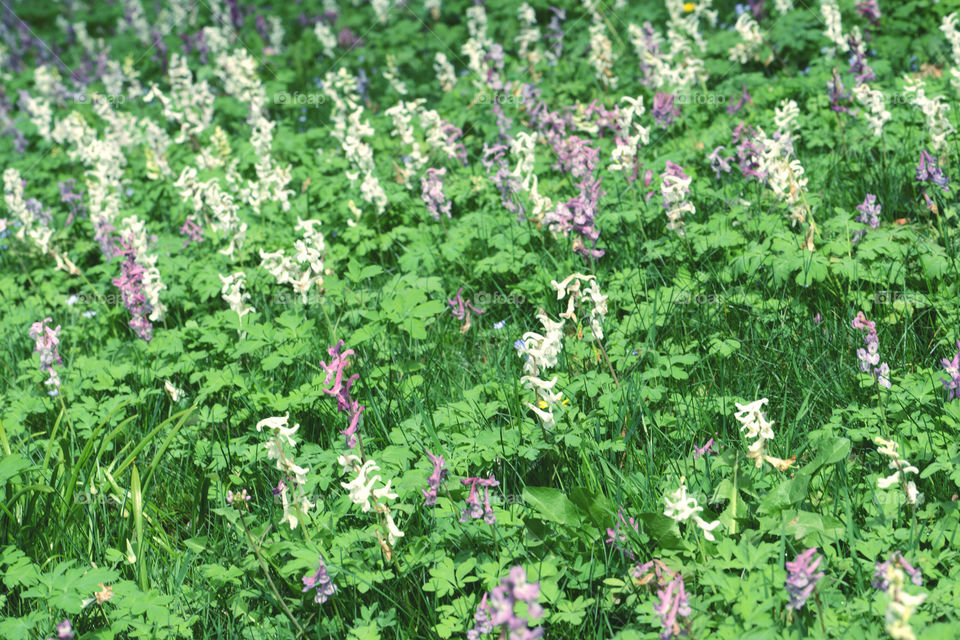 corydalis blossom on meadow. fullframe background