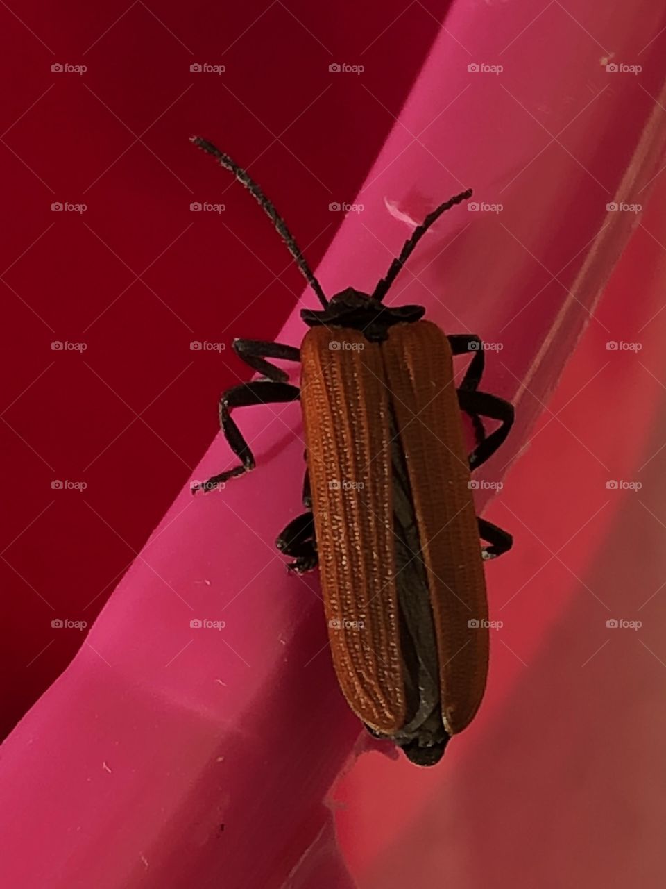 Insect 