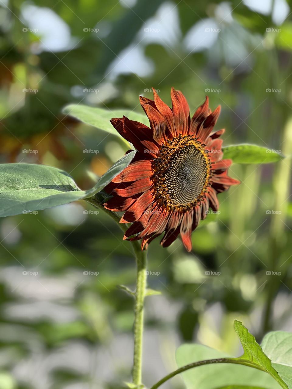 Rusty, red, orange, dramatic sunflower in the late summer breeze. Open and blooming. Full-grown.
