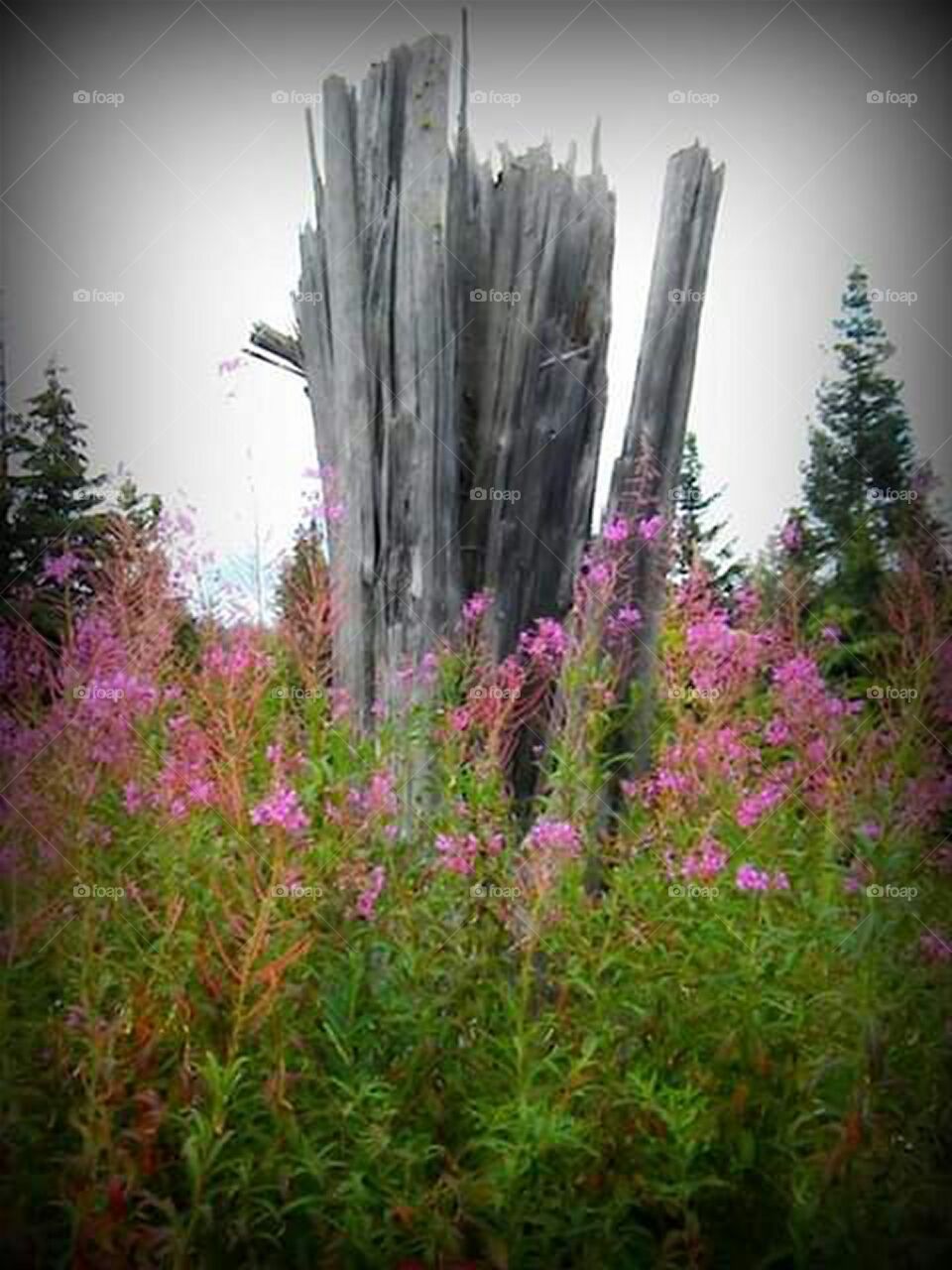 pink wildflowers surrounding old worn tree trunk