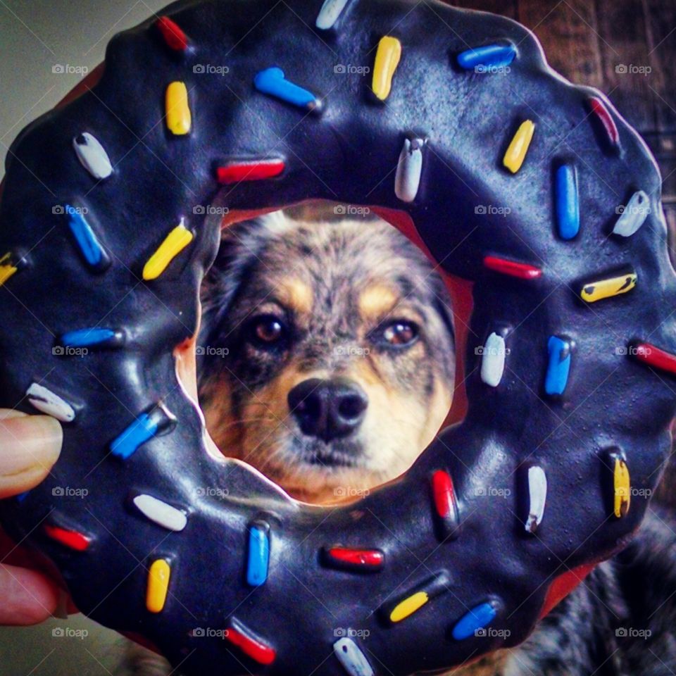 Donut Dog. The view of Kiah through a donut dog toy.