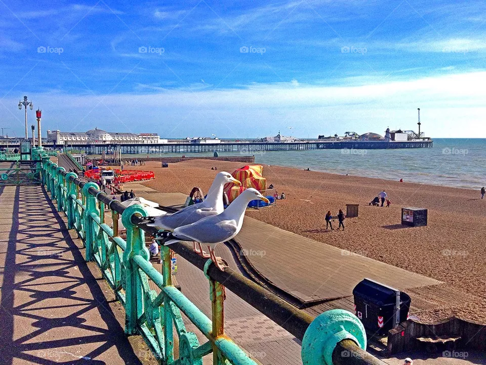 Seagulls 