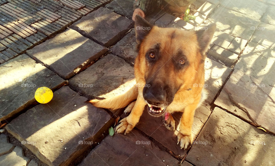 Hi !Human ! do you wanna know me?
I'm a big dog who is kind and handsom one. Sunlight in early morning is chasing my back and I feel like that make me HOT !
