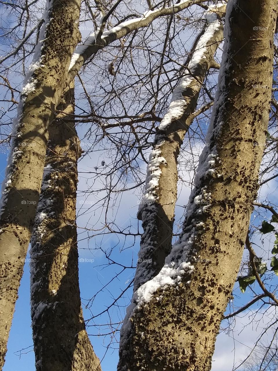 snow on tree trunk