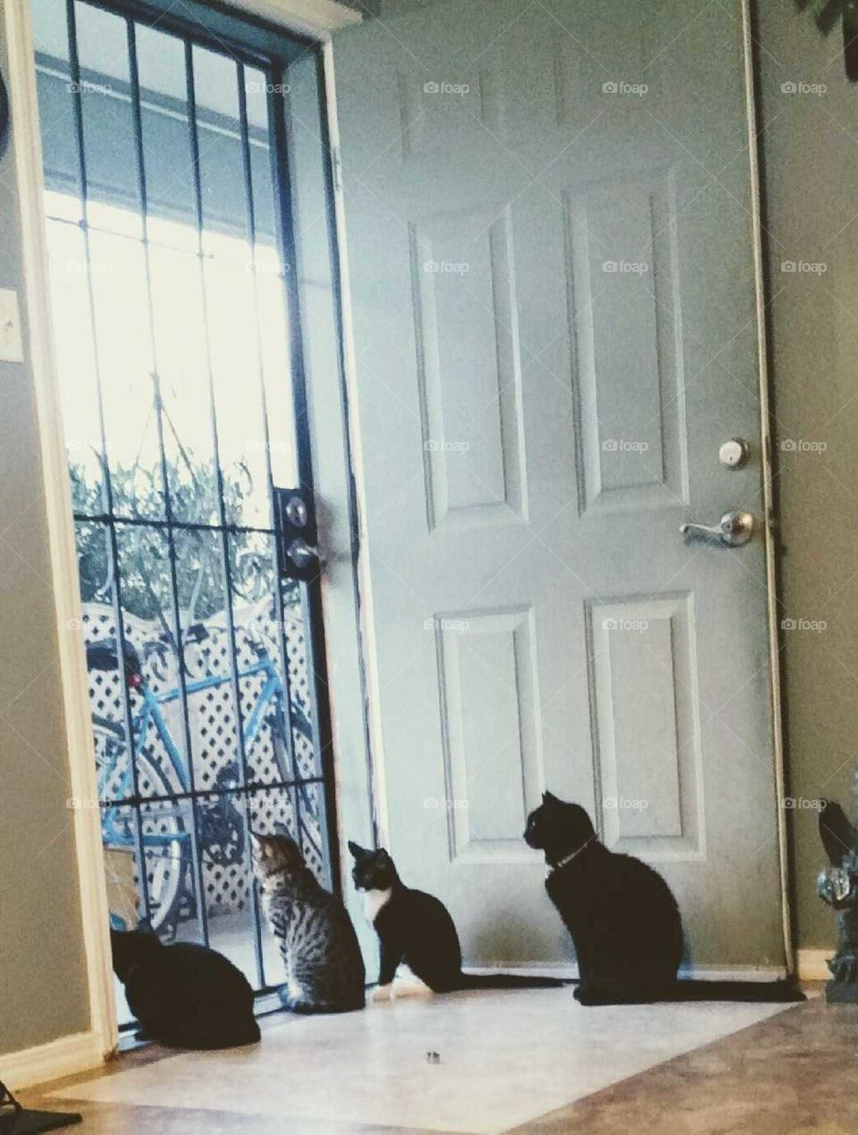 the four cats