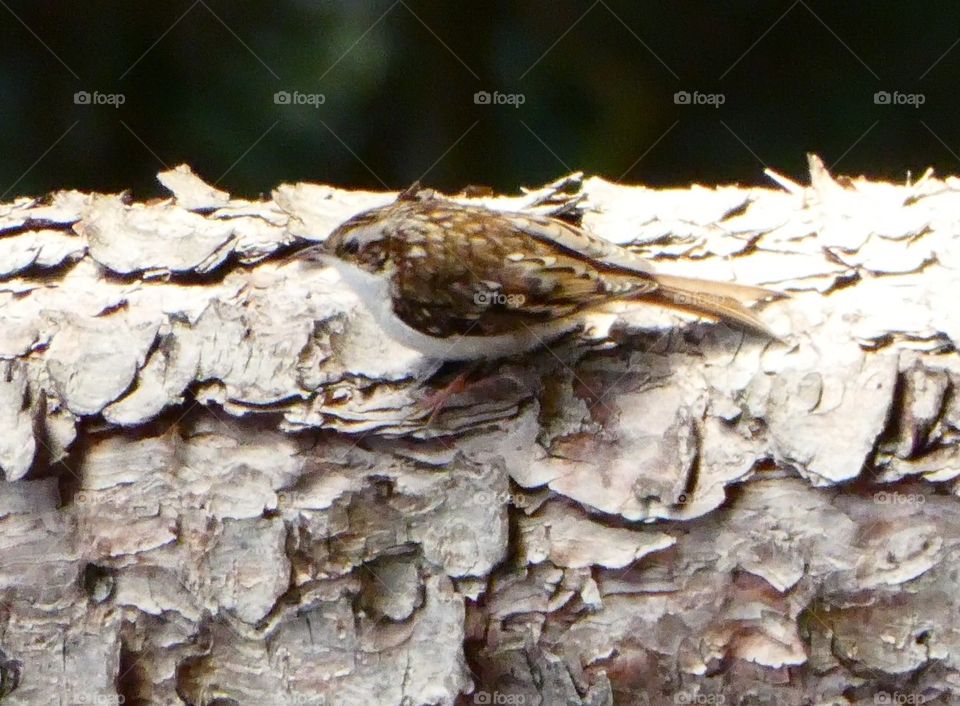 Bird treecreeper 