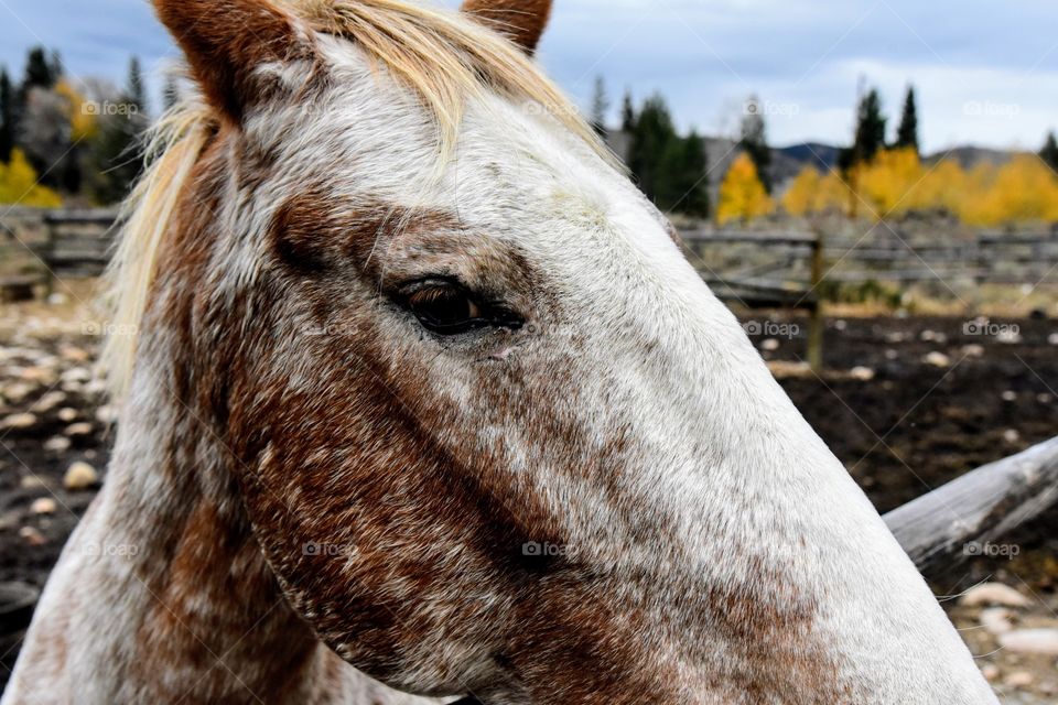 Horse Head in Profile