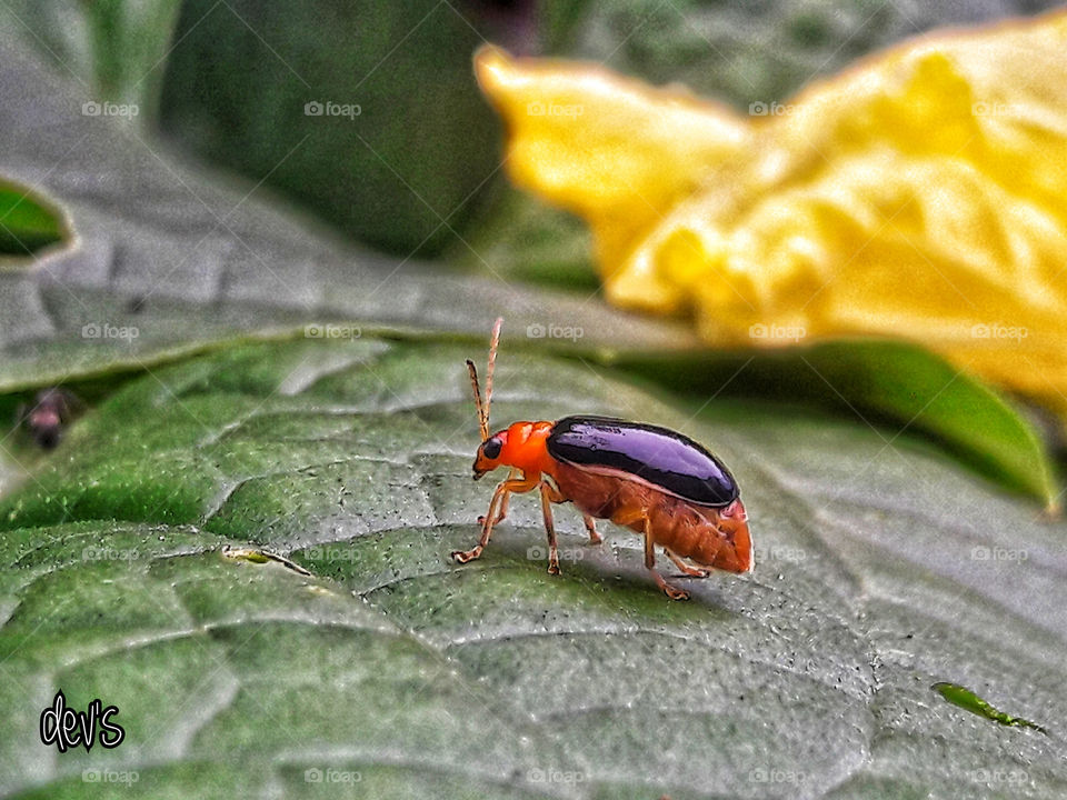 Strength does not come from physical ability. It comes from a will that cannot be restrained

 --- Mahatma Gandhi