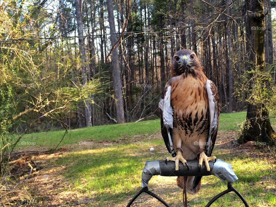 Red Tailed Hawk