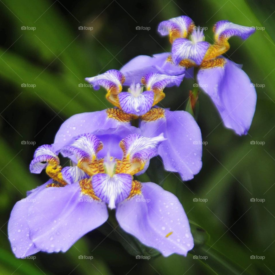 A purple íris flower in the garden