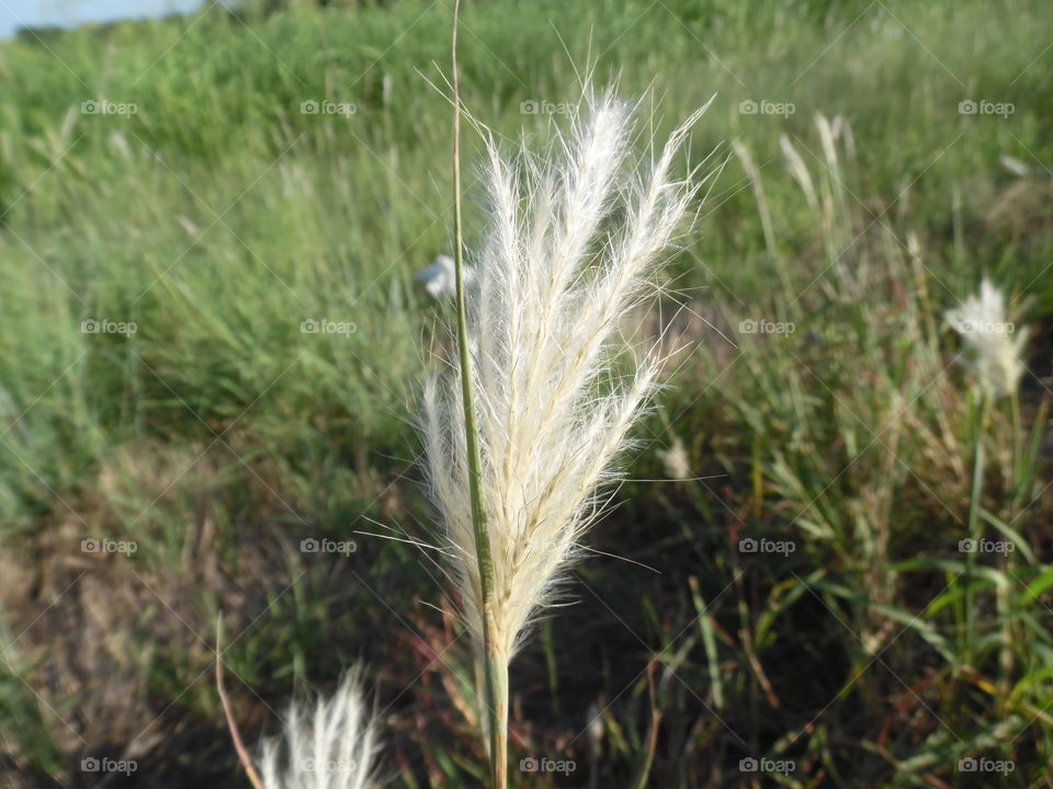 Texas tall grass. When these types of plants bloom you can see a wave of gold and is really pretty when the wind 💨 blows