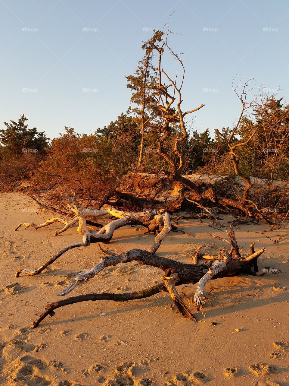 dead tree on the beach