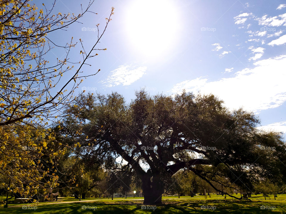 A beautiful mature live oak tree standing alone from a distance with the sun shining right above it creating beautiful shadows with it's unique branches in the bright green grass. The view is accented by yellow leaf trees on the left.