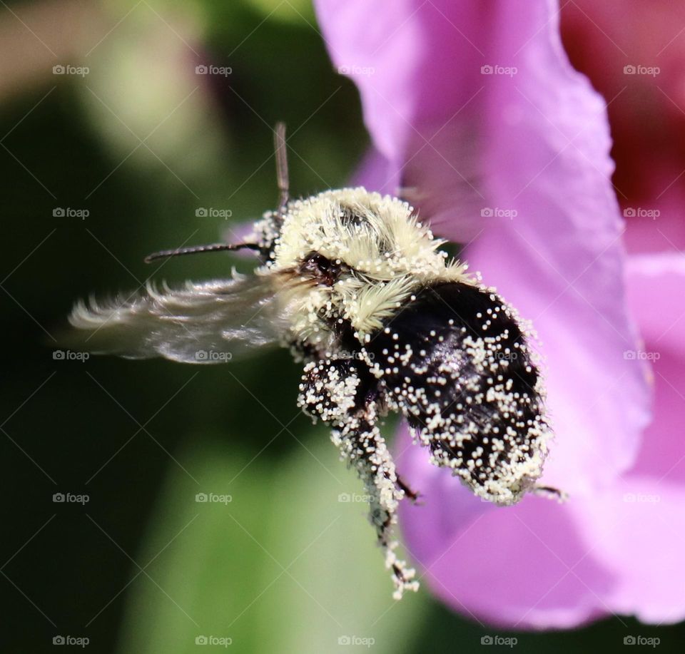 Carpenter bee covered in pollen