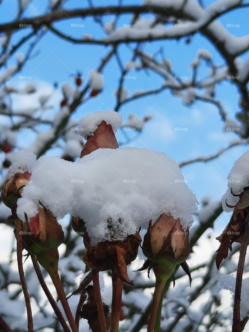 winter nature - pink rose buds covered with fresh snow against blue sky