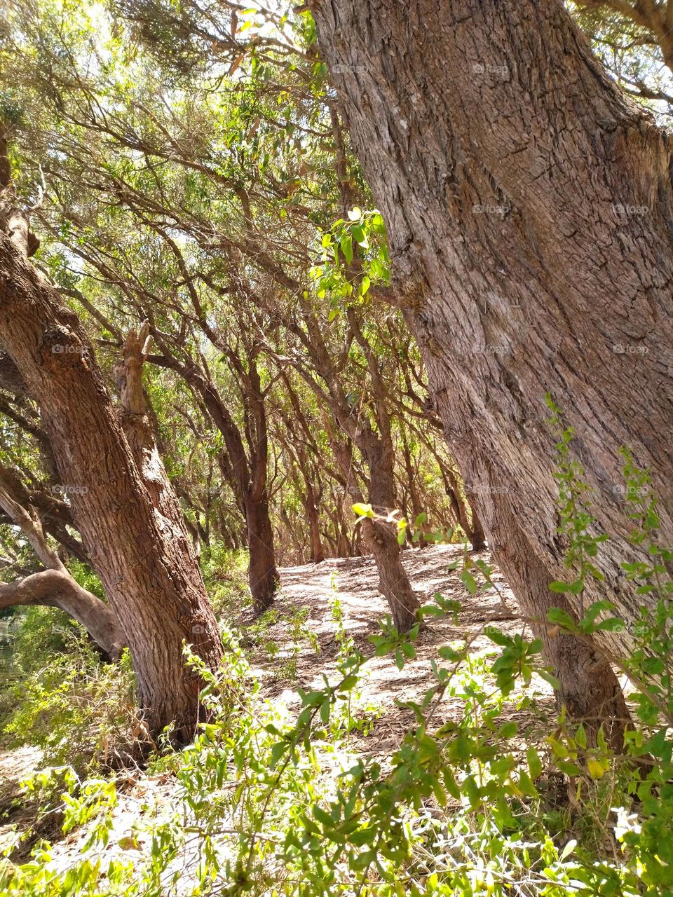 inside the forest