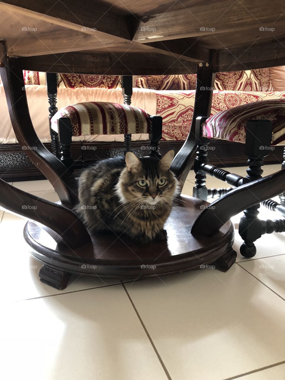 Cat  under a table 