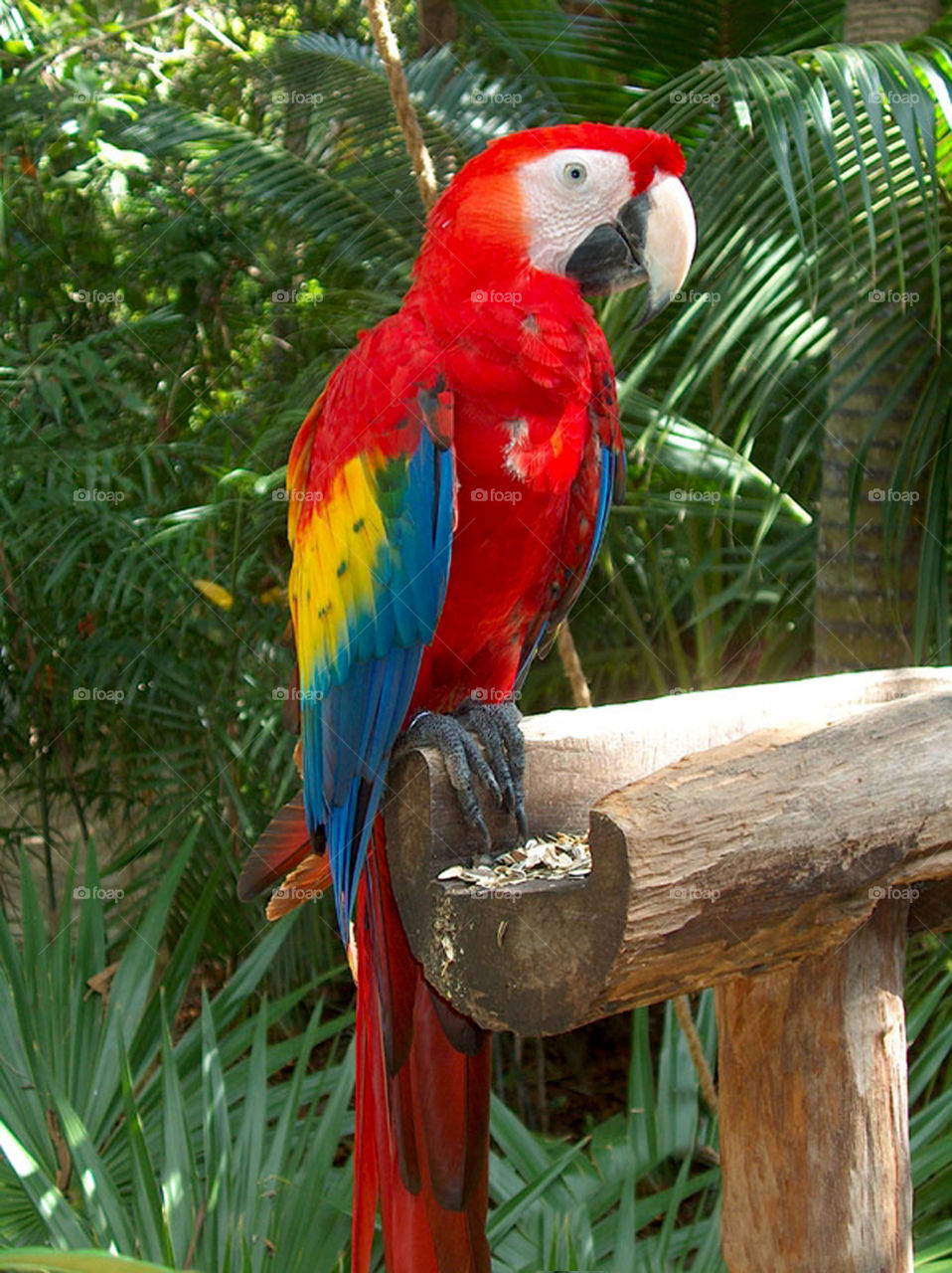 Parrot, Bird, Tropical, Macaw, Zoo